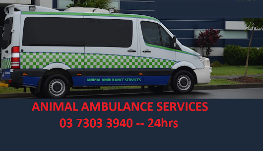 Critical Care Animal Ambulance